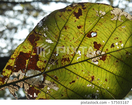 old leave old leave 57503187