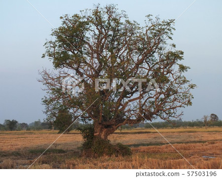 lonely tree in the field lonely tree in the field 57503196