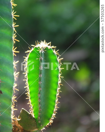 cactus cactus 57503265