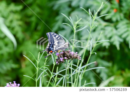 一隻鵪鶉 57506289