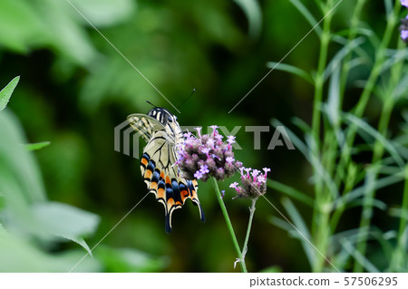 一隻鵪鶉 57506295