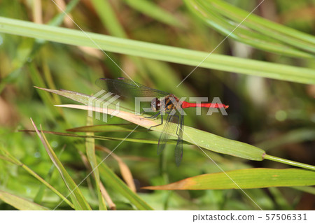 Mayutateakane Mayutateakane 57506331