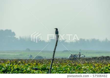 Cormorant water bird or aquatic bird with small heads on long kinked necks in Odisha, India. 57506482