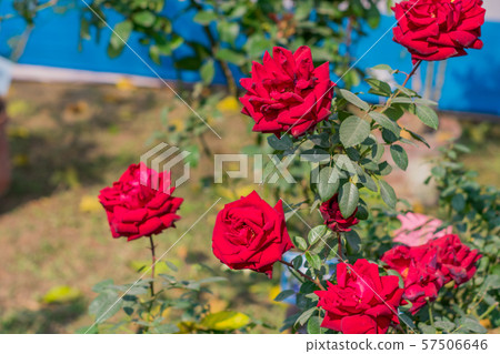 A rose is a woody perennial flowering plant of genus Rosa family Rosaceae 57506646
