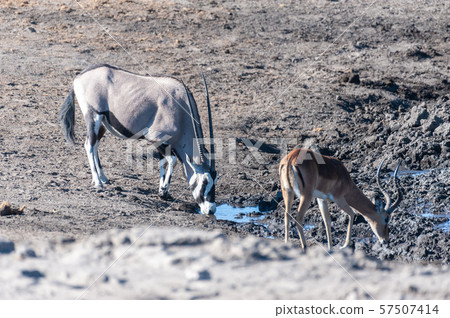 Orynx drinking from a waterhole 57507414
