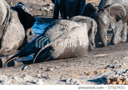 Close up of a Herd of African Elephants Bathing and Drinking in a Waterhole 57507431