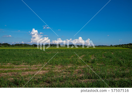 Grassland and developing cumulonimbus c-1-1 57507516
