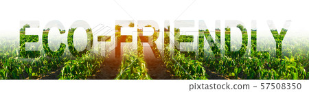 The word Eco-friendly on the background of green rows of bushes bell peppers paprika. eco-friendly products. Reducing intervention in ecosystems. Stopping forests destruction under new farming fields The word Eco-friendly on the background of green rows of bushes bell peppers paprika. eco-friendly products. Reducing intervention in ecosystems. Stopping forests destruction under new farming fields 57508350