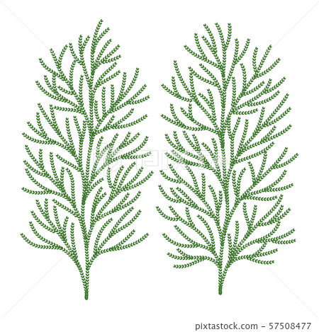 Hiba tree leaves vector illustration Hiba tree leaves vector illustration 57508477