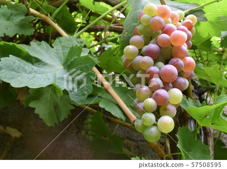 Bunch of grapes in vineyards Bunch of grapes in vineyards 57508595