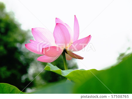 蓮花 蓮花 57508765