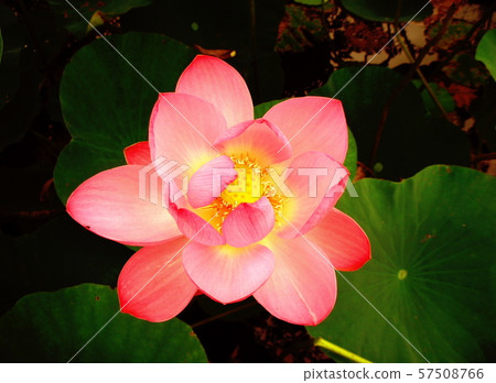 蓮花 蓮花 57508766