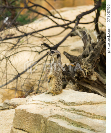 Meerkat sits on guard 57508796