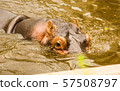 Hippopotamus swims in a swamp 57508797