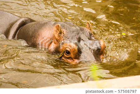 Hippopotamus swims in a swamp 57508797