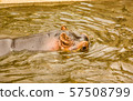 Hippopotamus swims in a swamp 57508799