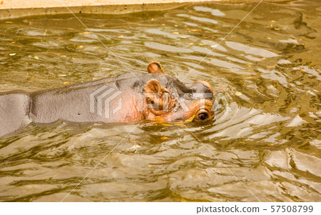 Hippopotamus swims in a swamp Hippopotamus swims in a swamp 57508799