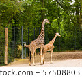 Giraffe family at the zoo 57508803