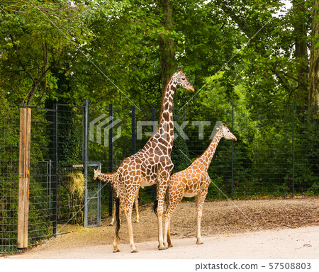 Giraffe family at the zoo 57508803