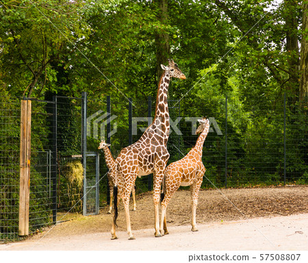 Giraffe family at the zoo Giraffe family at the zoo 57508807