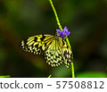 Yellow butterfly close-up 57508812