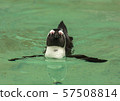 Penguin bird swims 57508814