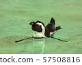 Penguin bird swims 57508816