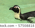 Penguin bird swims 57508818