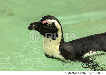 Penguin bird swims Penguin bird swims 57508818