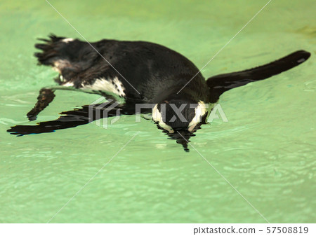 Penguin bird swims 57508819
