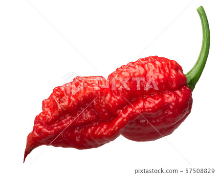 Bhut Jolokia ghost pepper c. chinense, paths 57508829