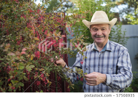 Farmer checking barberry branch with fresh ripe berries at his garden. 57508935