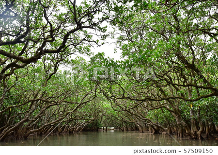 紅樹 57509150