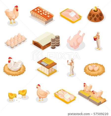Isometric Chicken Icon Set 57509220