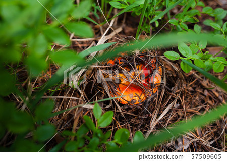 orange russula hid under forest debris a orange russula hid under forest debris a 57509605