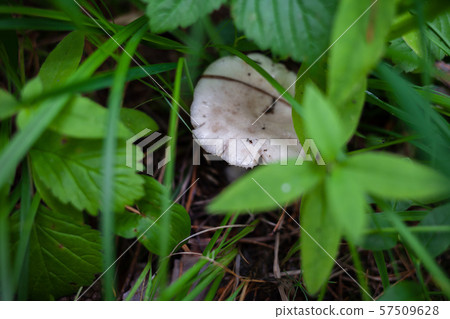 inedible white mushroom hid in the grass inedible white mushroom hid in the grass 57509628