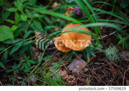 orange mushroom hid in the green grass 57509629
