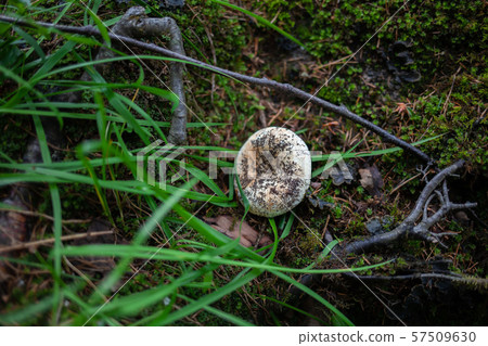 white trash mushroom grows in the grass 57509630