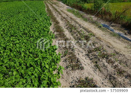 Indigo field Indigo field 57509909