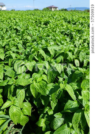 Indigo field 57509919