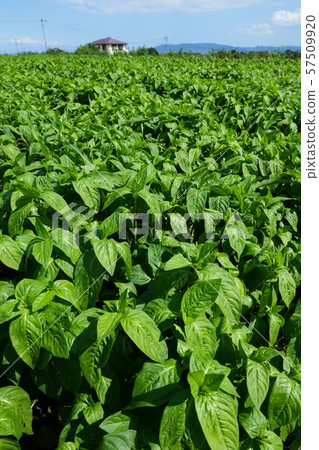 Indigo field 57509920