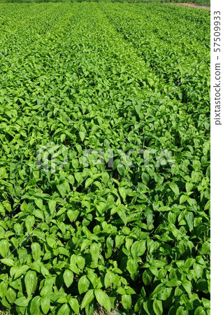 Indigo field 57509933