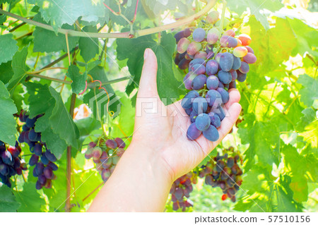 ripe black grapes harvest vineyard 57510156