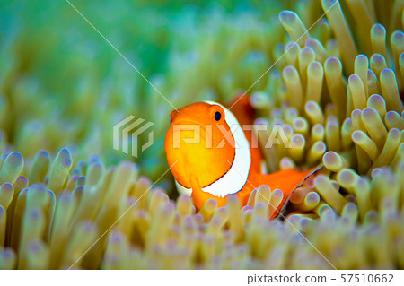 小丑anemonefish 57510662