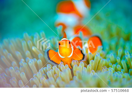 Clown anemonefish 57510668