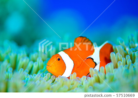 Clown anemonefish Clown anemonefish 57510669