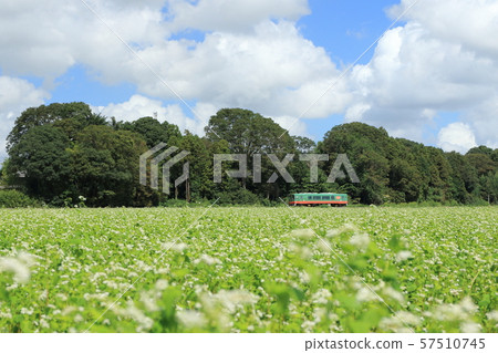 Moka Railway "Single train going through autumn sky and soba fields" Moka Railway "Single train going through autumn sky and soba fields" 57510745