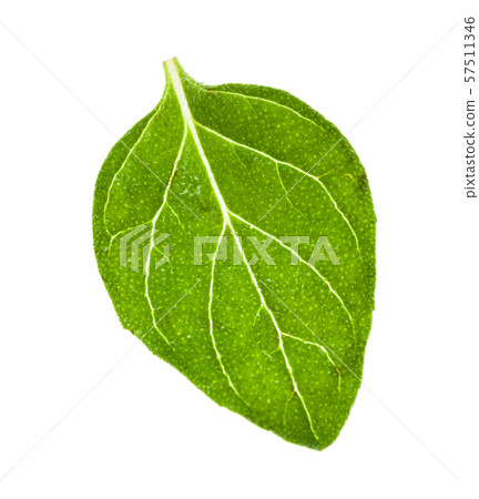 green leaf of Oregano herb isolated on white 57511346