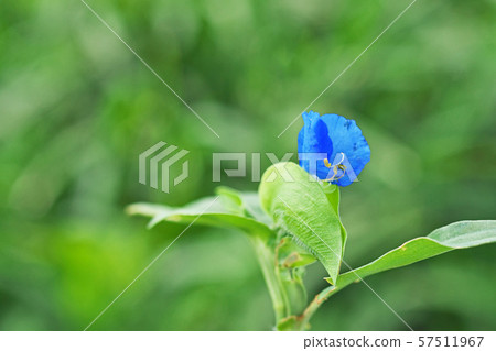 Blue communis flower 57511967