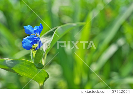 Blue communis flower Blue communis flower 57512064